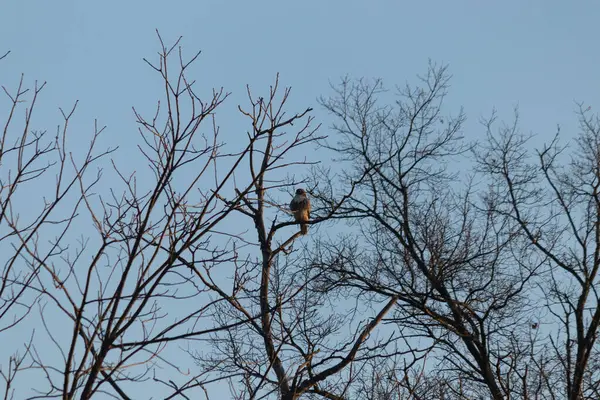 Kahverengi ve beyaz tüylü yalnız bir şahin, keskin gözleri kışı gözetleyen, yaprağız bir dala tünemiştir. Bu görüntü vahşi doğayı, kuşları ve vahşi yaşamı en saf halleriyle vurgulayan bir duyguyu çağrıştırıyor..