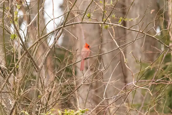 Canlı kırmızı bir kardinal narin bir dala tünemiş, çarpıcı rengi yumuşak, bulanık kış arkaplanına zıt. Huzurlu bir ortamda doğanın güzelliği.