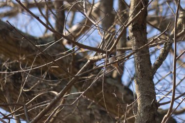 Bu küçük siyah tüylü piliç, bu fotoğrafı çektiğimde bu ağaç dalına konmuştu. Minicik vücudunu seviyorum. Kafasındaki siyah nokta kanatlarındaki gri tüylerle çok şirin..