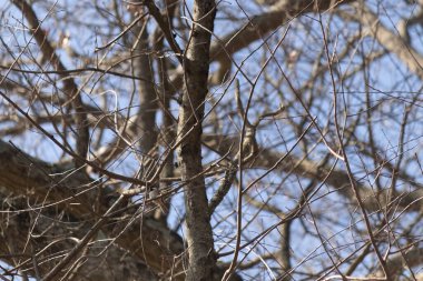 Bu küçük siyah tüylü piliç, bu fotoğrafı çektiğimde bu ağaç dalına konmuştu. Minicik vücudunu seviyorum. Kafasındaki siyah nokta kanatlarındaki gri tüylerle çok şirin..