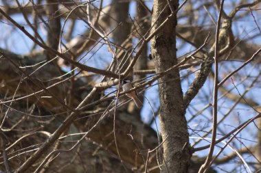 Bu küçük siyah tüylü piliç, bu fotoğrafı çektiğimde bu ağaç dalına konmuştu. Minicik vücudunu seviyorum. Kafasındaki siyah nokta kanatlarındaki gri tüylerle çok şirin..