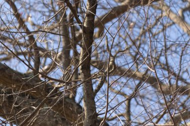 Bu küçük siyah tüylü piliç, bu fotoğrafı çektiğimde bu ağaç dalına konmuştu. Minicik vücudunu seviyorum. Kafasındaki siyah nokta kanatlarındaki gri tüylerle çok şirin..