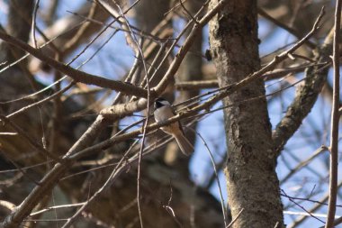 Bu küçük siyah tüylü piliç, bu fotoğrafı çektiğimde bu ağaç dalına konmuştu. Minicik vücudunu seviyorum. Kafasındaki siyah nokta kanatlarındaki gri tüylerle çok şirin..