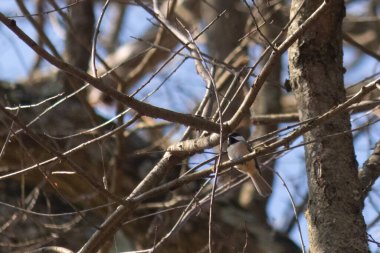 Bu küçük siyah tüylü piliç, bu fotoğrafı çektiğimde bu ağaç dalına konmuştu. Minicik vücudunu seviyorum. Kafasındaki siyah nokta kanatlarındaki gri tüylerle çok şirin..
