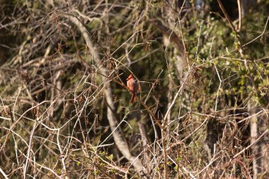 Bu güzel erkek kardinal güvenlik için şeftali ağacına tünemiş. Bu parlak kırmızı kuş uyum sağlamaya çalışıyor. Dallarda kamufle olmak için. Kol ve bacaklar sonbahar mevsimi nedeniyle yapraksız..