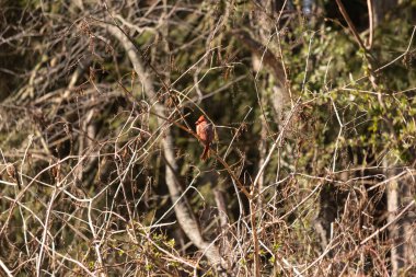 Bu güzel erkek kardinal güvenlik için şeftali ağacına tünemiş. Bu parlak kırmızı kuş uyum sağlamaya çalışıyor. Dallarda kamufle olmak için. Kol ve bacaklar sonbahar mevsimi nedeniyle yapraksız..