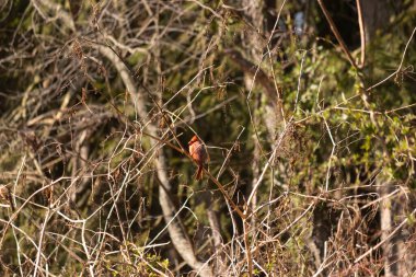 Bu güzel erkek kardinal güvenlik için şeftali ağacına tünemiş. Bu parlak kırmızı kuş uyum sağlamaya çalışıyor. Dallarda kamufle olmak için. Kol ve bacaklar sonbahar mevsimi nedeniyle yapraksız..