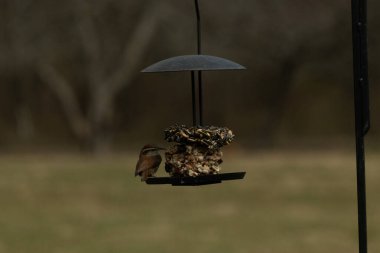 Bu tatlı küçük Carolina çalıkuşu, kuş yemi kekine biraz yemek için geldi. Bu kuşun gözünün üzerinde beyaz bir çizgisi olan küçük kahverengi bir vücudu var. Kuş yemi siyah metal bir büfede asılı..