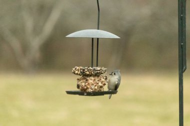 Yumuşak gri tüylü minik bir Tüylü Titmouse ve belirgin bir arma, tohumları gagalayan bir kuş yemliğine tutunur. Büyüleyici arka bahçe kuş yaşamı.