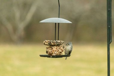 Yumuşak gri tüylü minik bir Tüylü Titmouse ve belirgin bir arma, tohumları gagalayan bir kuş yemliğine tutunur. Büyüleyici arka bahçe kuş yaşamı.
