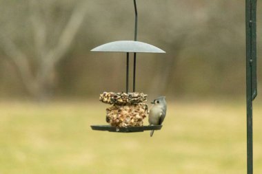 Yumuşak gri tüylü minik bir Tüylü Titmouse ve belirgin bir arma, tohumları gagalayan bir kuş yemliğine tutunur. Büyüleyici arka bahçe kuş yaşamı.