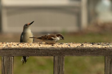 Bu sevimli küçük serçe güvertede oturmuş yiyecek arıyordu. Sonra kırmızı karınlı ağaçkakan geldi. İki kuş iyi anlaşıyor gibi görünüyor ve sadece kuş yemi için endişeleniyorlar..