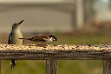 Bu sevimli küçük serçe güvertede oturmuş yiyecek arıyordu. Sonra kırmızı karınlı ağaçkakan geldi. İki kuş iyi anlaşıyor gibi görünüyor ve sadece kuş yemi için endişeleniyorlar..