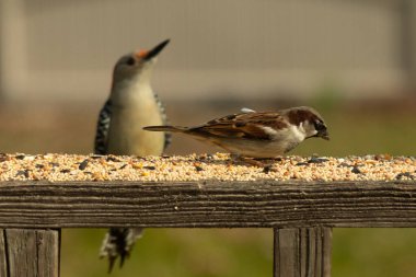 Bu sevimli küçük serçe güvertede oturmuş yiyecek arıyordu. Sonra kırmızı karınlı ağaçkakan geldi. İki kuş iyi anlaşıyor gibi görünüyor ve sadece kuş yemi için endişeleniyorlar..