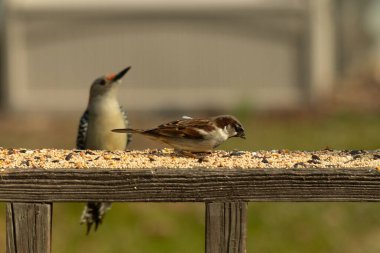 Bu sevimli küçük serçe güvertede oturmuş yiyecek arıyordu. Sonra kırmızı karınlı ağaçkakan geldi. İki kuş iyi anlaşıyor gibi görünüyor ve sadece kuş yemi için endişeleniyorlar..