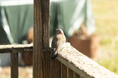 Kırmızı karınlı ağaçkakan içeri girdiğinde bu güzel kuzey titreşimi süet kafesin altında oturuyordu. Her iki kuş da paylaşmaktan memnun görünüyor. Biri diğerinden çok daha küçük..