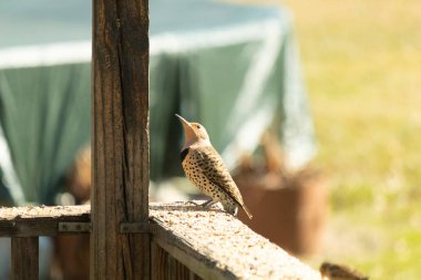 Kırmızı karınlı ağaçkakan içeri girdiğinde bu güzel kuzey titreşimi süet kafesin altında oturuyordu. Her iki kuş da paylaşmaktan memnun görünüyor. Biri diğerinden çok daha küçük..