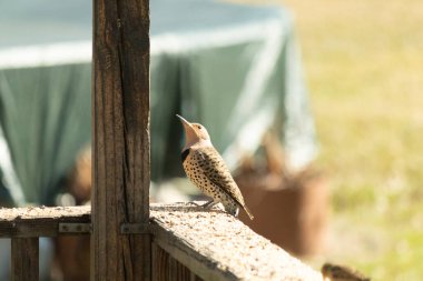 Kırmızı karınlı ağaçkakan içeri girdiğinde bu güzel kuzey titreşimi süet kafesin altında oturuyordu. Her iki kuş da paylaşmaktan memnun görünüyor. Biri diğerinden çok daha küçük..