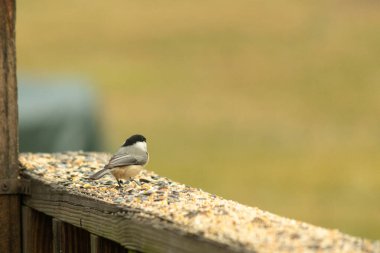 Güvertenin ahşap korkuluklarına tünemiş siyah tüylü bir piliç vardı. Bu küçük gri ve beyaz kuş, kuş yemi peşinde. Küçük kuş yiyecek arıyor..