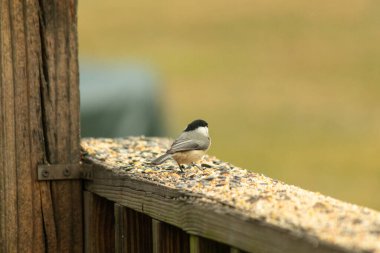 Güvertenin ahşap korkuluklarına tünemiş siyah tüylü bir piliç vardı. Bu küçük gri ve beyaz kuş, kuş yemi peşinde. Küçük kuş yiyecek arıyor..