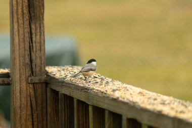 Güvertenin ahşap korkuluklarına tünemiş siyah tüylü bir piliç vardı. Bu küçük gri ve beyaz kuş, kuş yemi peşinde. Küçük kuş yiyecek arıyor..