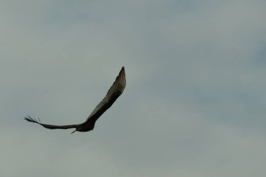 Gökyüzünde daireler çizen bu güzel akbabaya bayılıyorum. Bu bir hindi akbabası. Uzun siyah tüylü kanatlar süzülmek için uzanıyordu. Küçük kızıl kafa bu kuşa isim veriyor..
