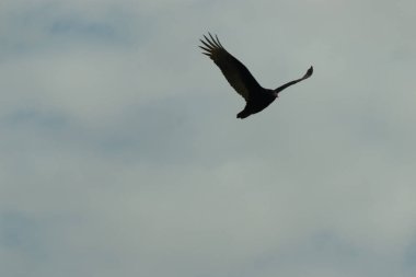 Gökyüzünde daireler çizen bu güzel akbabaya bayılıyorum. Bu bir hindi akbabası. Uzun siyah tüylü kanatlar süzülmek için uzanıyordu. Küçük kızıl kafa bu kuşa isim veriyor..