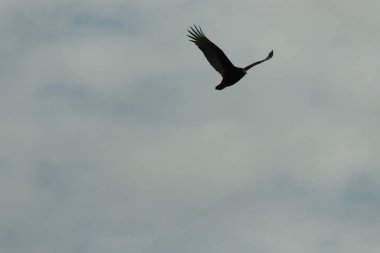 Gökyüzünde daireler çizen bu güzel akbabaya bayılıyorum. Bu bir hindi akbabası. Uzun siyah tüylü kanatlar süzülmek için uzanıyordu. Küçük kızıl kafa bu kuşa isim veriyor..