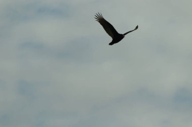Gökyüzünde daireler çizen bu güzel akbabaya bayılıyorum. Bu bir hindi akbabası. Uzun siyah tüylü kanatlar süzülmek için uzanıyordu. Küçük kızıl kafa bu kuşa isim veriyor..