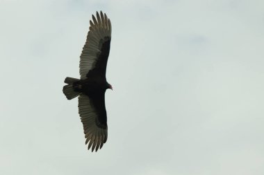 Gökyüzünde daireler çizen bu güzel akbabaya bayılıyorum. Bu bir hindi akbabası. Uzun siyah tüylü kanatlar süzülmek için uzanıyordu. Küçük kızıl kafa bu kuşa isim veriyor..