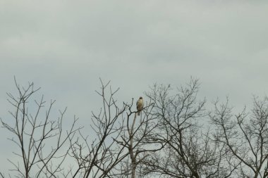Görkemli kırmızı omuzlu şahin solgun bir gökyüzüne karşı çıplak bir dala tünedi. Tüyleri, sert kış sahnesinde göze çarpıyor. Vahşi yaşam. Yırtıcı kuş.