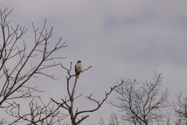 Görkemli kırmızı omuzlu şahin solgun bir gökyüzüne karşı çıplak bir dala tünedi. Tüyleri, sert kış sahnesinde göze çarpıyor. Vahşi yaşam. Yırtıcı kuş.