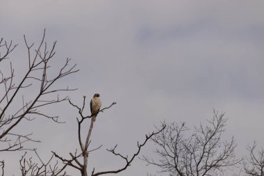 Görkemli kırmızı omuzlu şahin solgun bir gökyüzüne karşı çıplak bir dala tünedi. Tüyleri, sert kış sahnesinde göze çarpıyor. Vahşi yaşam. Yırtıcı kuş.