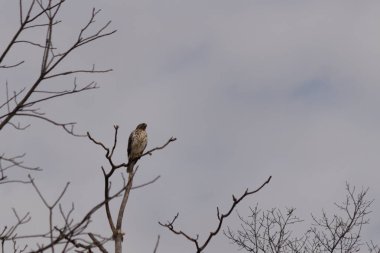 Görkemli kırmızı omuzlu şahin solgun bir gökyüzüne karşı çıplak bir dala tünedi. Tüyleri, sert kış sahnesinde göze çarpıyor. Vahşi yaşam. Yırtıcı kuş.
