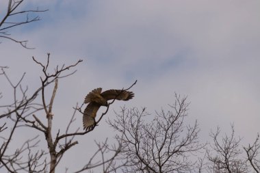 Uçan şahin, kanatları açık, mavi gökyüzüne karşı çıplak dallar tarafından çerçevelenmiş. Kuşun kahverengi işaretli hafif tüyleri keskin detaylarla görülebilir. Doğa ve vahşi yaşam güzelliği yakalıyor..