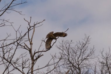 Uçan şahin, kanatları açık, mavi gökyüzüne karşı çıplak dallar tarafından çerçevelenmiş. Kuşun kahverengi işaretli hafif tüyleri keskin detaylarla görülebilir. Doğa ve vahşi yaşam güzelliği yakalıyor..