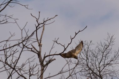 Uçan şahin, kanatları açık, mavi gökyüzüne karşı çıplak dallar tarafından çerçevelenmiş. Kuşun kahverengi işaretli hafif tüyleri keskin detaylarla görülebilir. Doğa ve vahşi yaşam güzelliği yakalıyor..