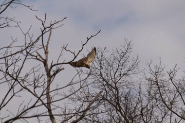 Uçan şahin, kanatları açık, mavi gökyüzüne karşı çıplak dallar tarafından çerçevelenmiş. Kuşun kahverengi işaretli hafif tüyleri keskin detaylarla görülebilir. Doğa ve vahşi yaşam güzelliği yakalıyor..