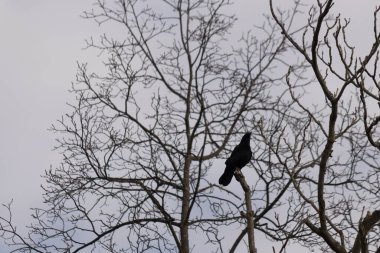 Bu güzel siyah karga bu ağaç dalına güzelce konmuş. Büyük kuş neredeyse bir siluete benziyor ve poz veriyor gibi görünüyor. Uzuvlarda kış mevsimini gösteren yapraklar yok..