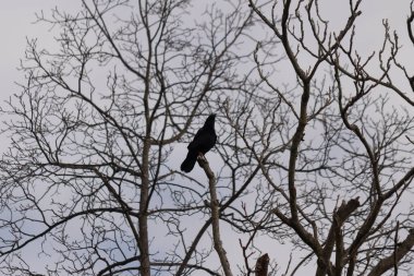 Bu güzel siyah karga bu ağaç dalına güzelce konmuş. Büyük kuş neredeyse bir siluete benziyor ve poz veriyor gibi görünüyor. Uzuvlarda kış mevsimini gösteren yapraklar yok..
