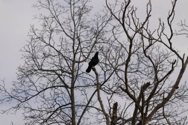 Bu güzel siyah karga bu ağaç dalına güzelce konmuş. Büyük kuş neredeyse bir siluete benziyor ve poz veriyor gibi görünüyor. Uzuvlarda kış mevsimini gösteren yapraklar yok..