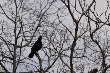 Bu güzel siyah karga bu ağaç dalına güzelce konmuş. Büyük kuş neredeyse bir siluete benziyor ve poz veriyor gibi görünüyor. Uzuvlarda kış mevsimini gösteren yapraklar yok..