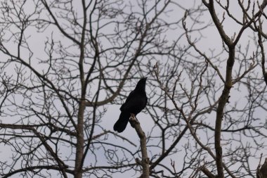 Bu güzel siyah karga bu ağaç dalına güzelce konmuş. Büyük kuş neredeyse bir siluete benziyor ve poz veriyor gibi görünüyor. Uzuvlarda kış mevsimini gösteren yapraklar yok..