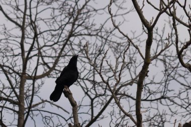 Bu güzel siyah karga bu ağaç dalına güzelce konmuş. Büyük kuş neredeyse bir siluete benziyor ve poz veriyor gibi görünüyor. Uzuvlarda kış mevsimini gösteren yapraklar yok..