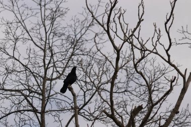 Bu güzel siyah karga bu ağaç dalına güzelce konmuş. Büyük kuş neredeyse bir siluete benziyor ve poz veriyor gibi görünüyor. Uzuvlarda kış mevsimini gösteren yapraklar yok..