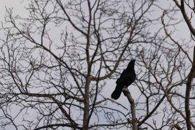Bu güzel siyah karga bu ağaç dalına güzelce konmuş. Büyük kuş neredeyse bir siluete benziyor ve poz veriyor gibi görünüyor. Uzuvlarda kış mevsimini gösteren yapraklar yok..