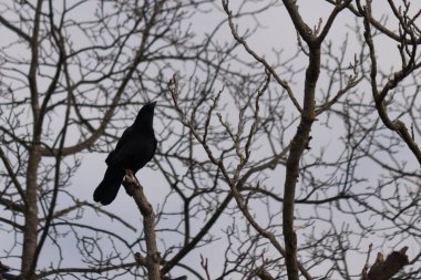 Bu güzel siyah karga bu ağaç dalına güzelce konmuş. Büyük kuş neredeyse bir siluete benziyor ve poz veriyor gibi görünüyor. Uzuvlarda kış mevsimini gösteren yapraklar yok..