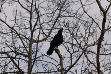 Bu güzel siyah karga bu ağaç dalına güzelce konmuş. Büyük kuş neredeyse bir siluete benziyor ve poz veriyor gibi görünüyor. Uzuvlarda kış mevsimini gösteren yapraklar yok..