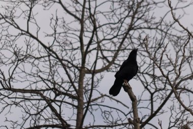 Bu güzel siyah karga bu ağaç dalına güzelce konmuş. Büyük kuş neredeyse bir siluete benziyor ve poz veriyor gibi görünüyor. Uzuvlarda kış mevsimini gösteren yapraklar yok..