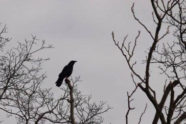 Bu güzel siyah karga bu ağaç dalına güzelce konmuş. Büyük kuş neredeyse bir siluete benziyor ve poz veriyor gibi görünüyor. Uzuvlarda kış mevsimini gösteren yapraklar yok..